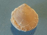 Brachiopod